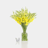 Box of Blooms Snapdragons Yellow