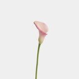 Calla Lily