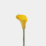 Calla Lily