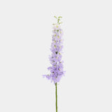 Delphinium