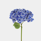 Hydrangea