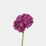 Hydrangea
