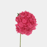 Hydrangea