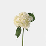 Hydrangea