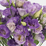 Lisianthus