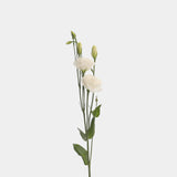 Lisianthus