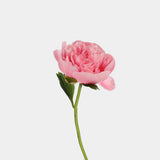Peonies