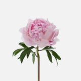 Peonies