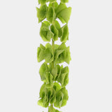 Box of Blooms Bells of Ireland