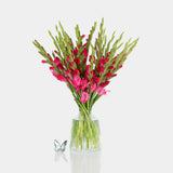 Box of Blooms Gladiolus red