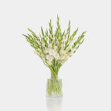 Box of Blooms Gladiolus white