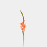 Gladiolus