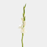 Gladiolus