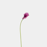 Purple Calla Lily