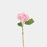 Hydrangea