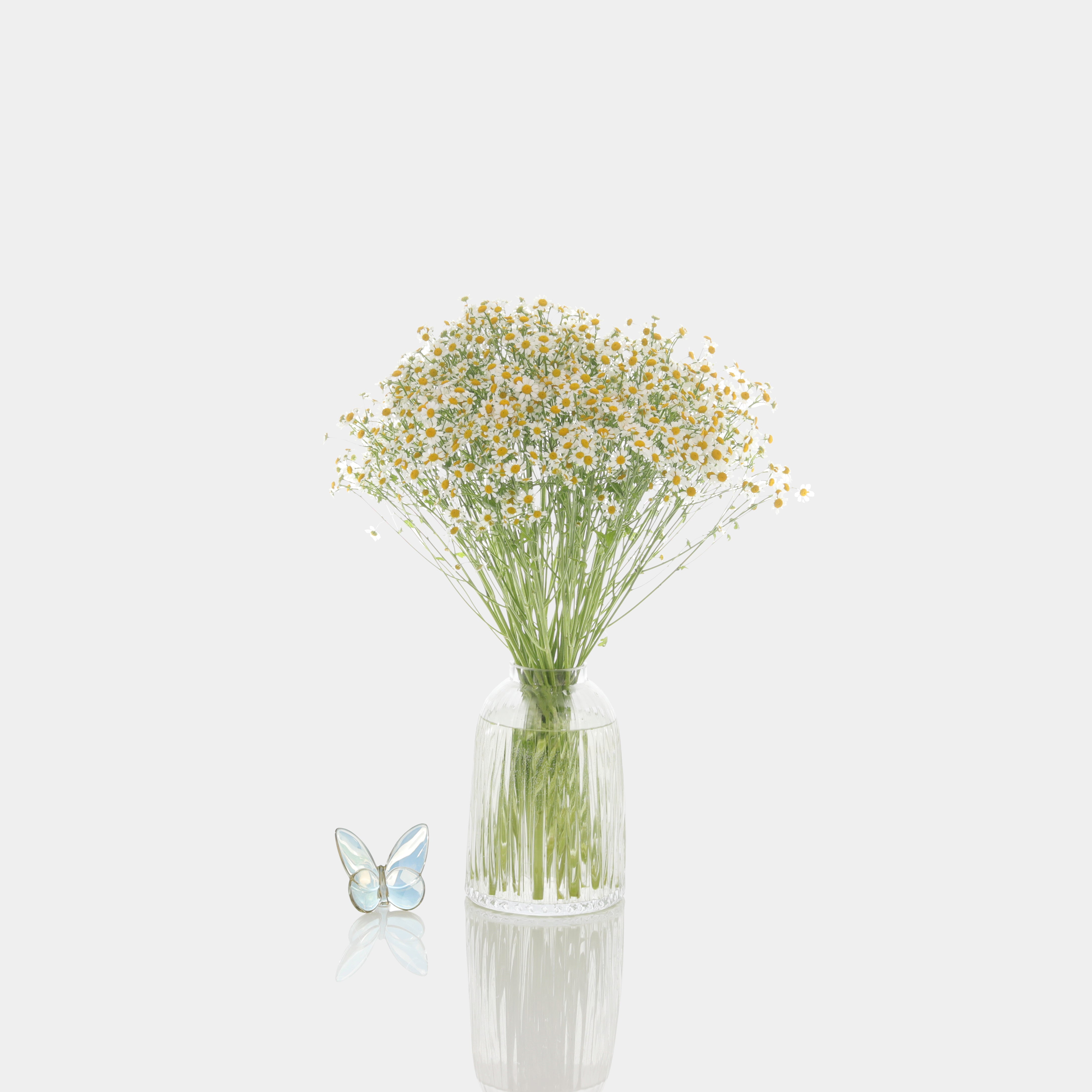 カモミール♡ Chamomile – Belle Fleur New York - Floral & Fragrance