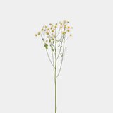 Chamomile
