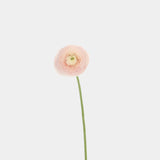 Ranunculus