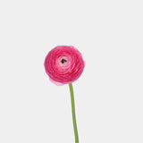 Ranunculus