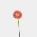 Ranunculus