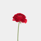 Ranunculus