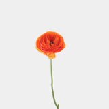 Ranunculus
