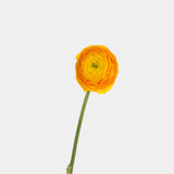Ranunculus