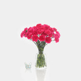 Carnations