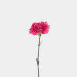 Carnations
