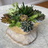 Large succulent plant example
