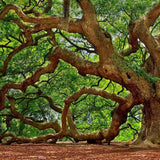 Figue Noire ambient image