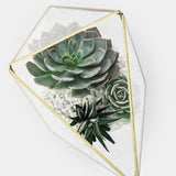 Medium succulent plant example