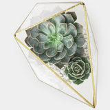 Small succulent plant example