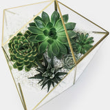 Large succulent plant example