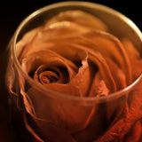 Paradis ambient image