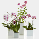 Purple orchid example