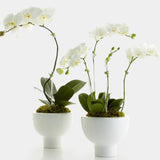 White orchid large example