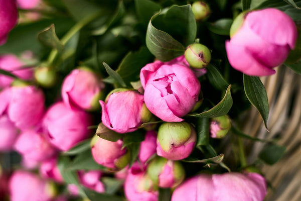 Why Belle Fleur Is the Best NYC Florist for Elegant Custom Flowers and Unforgettable Arrangements