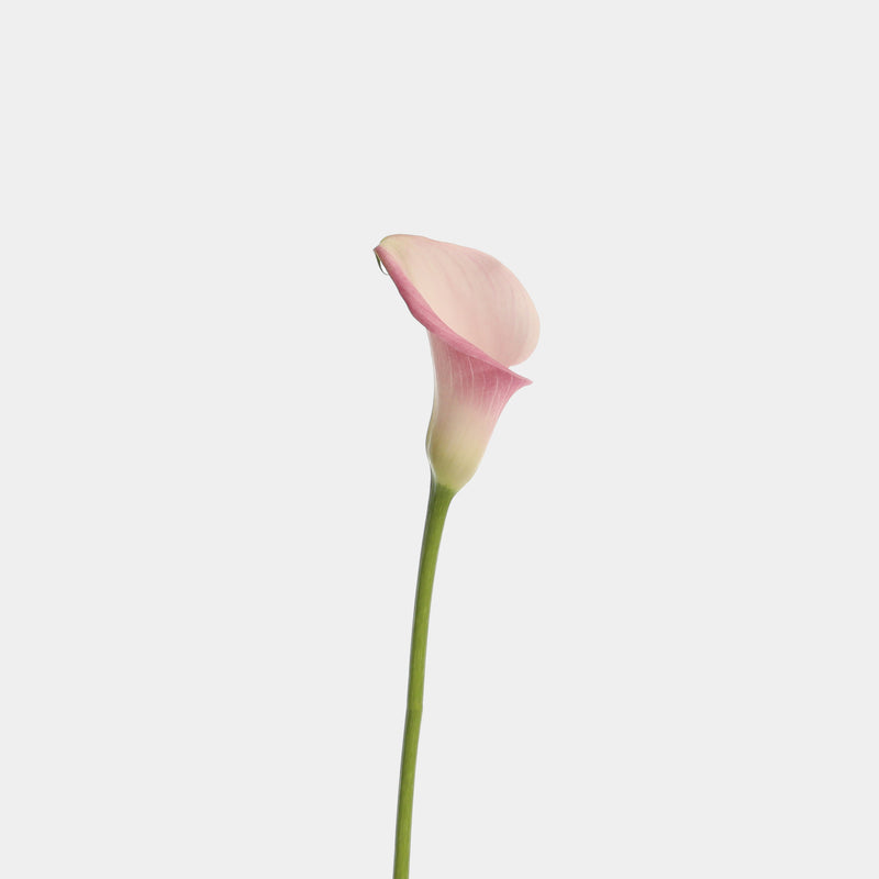 lily white facebook Calla Lily