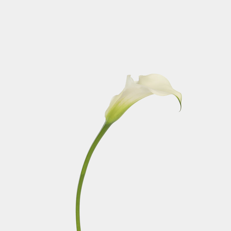 large white calla lily Calla Lily – Belle Fleur New York