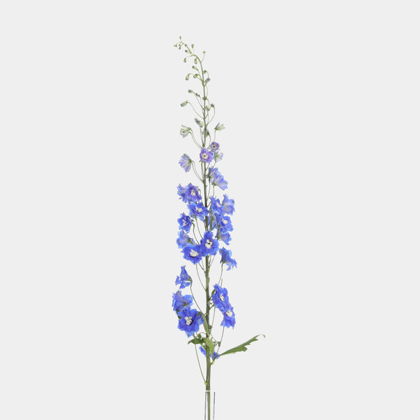 Box of Blooms Delphinium blue