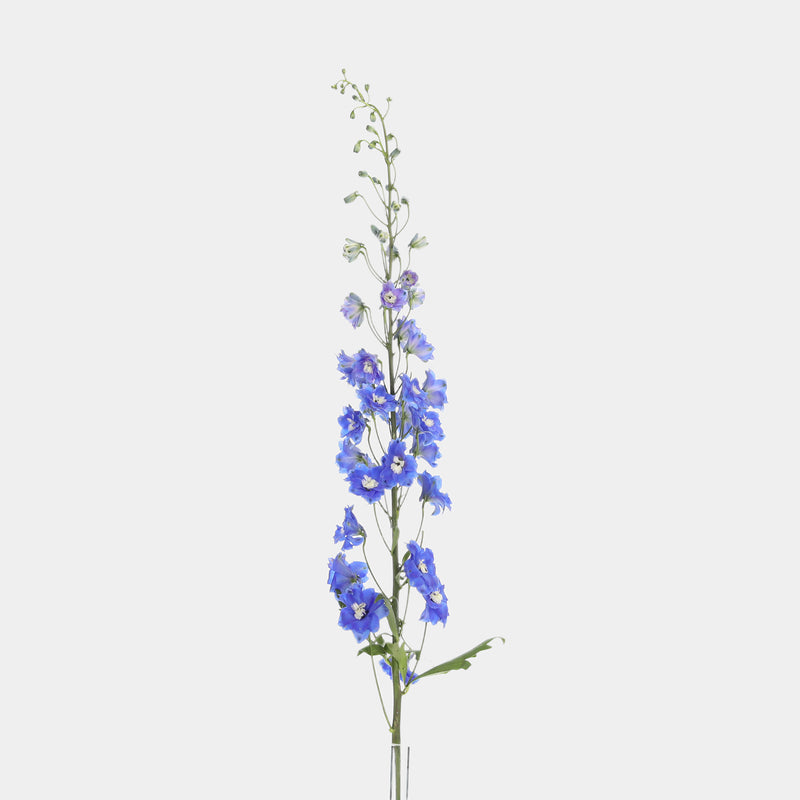 Box of Blooms Delphinium blue