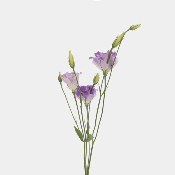 Lisianthus