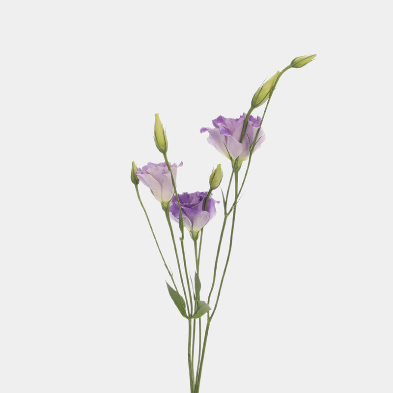 Box of Blooms Lisianthus purple