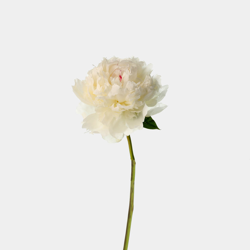 Peonies