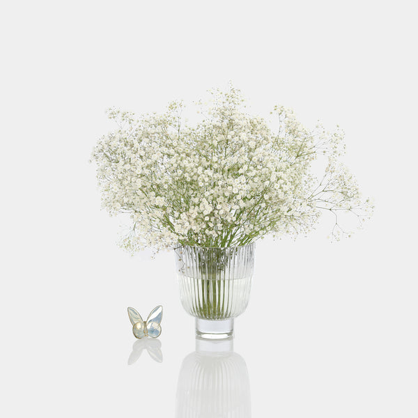 Baby's Breath