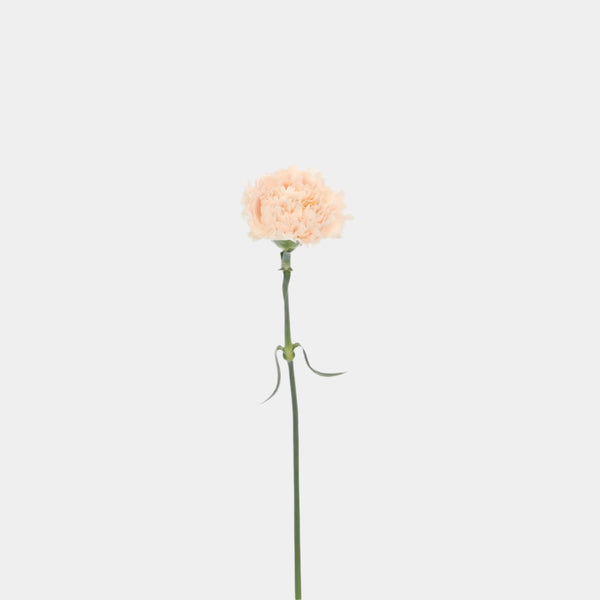 Carnations