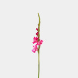 Gladiolus