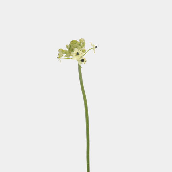 Arabicum