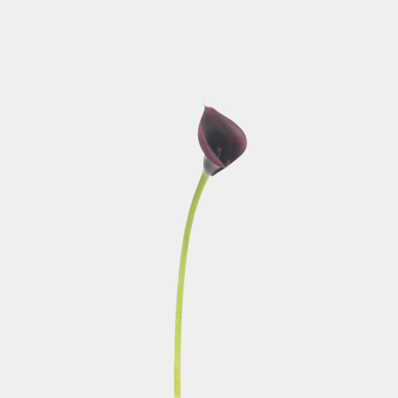 single flower lily Calla Lily – Belle Fleur New York